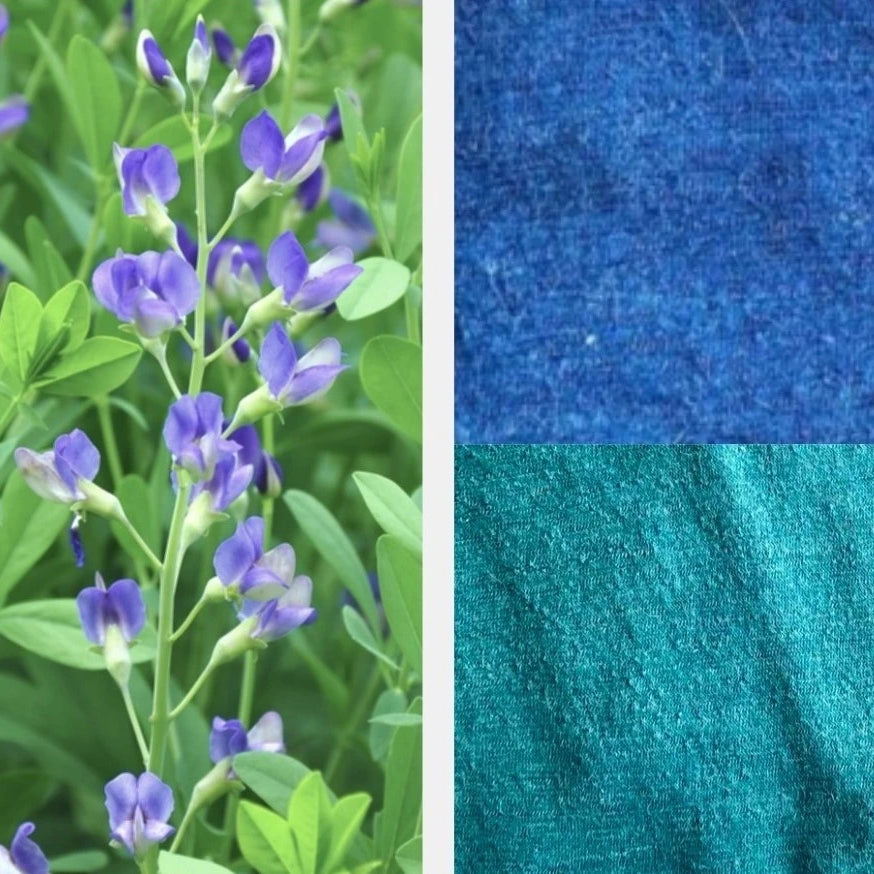 The indigo has a deep blue pigment indigo plant next to natural blue and turquoise alpaca wool fabrics